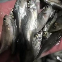 武鲳鱼苗，边鱼苗，三角纺鱼苗，支持到现场看货