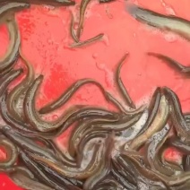 泥鳅苗，台湾泥鳅苗，泥鳅水花，长期供应，欢迎订购，