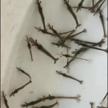 淡水草虾苗，斑节虾，九节虾，提供技术，欢迎来咨询