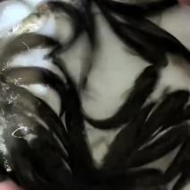 【草鱼苗】优质长江草鱼苗已打疫苗，抗病毒强（支持水花批发）