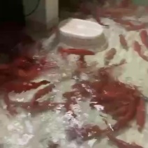 菲律宾东星斑