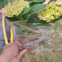绣球花盆栽电商货，档口货