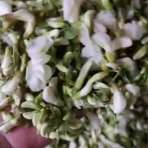 洋槐花大量有货价格便宜
