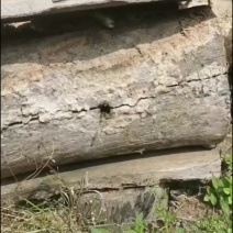 高海拔的中蜂土蜂蜜，100斤以上80元起批