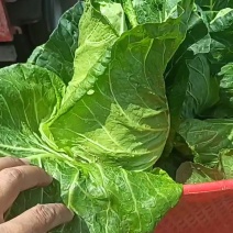牛心甘蓝