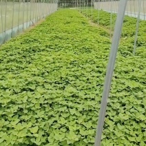 灰灰菜