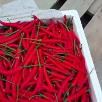 小米辣