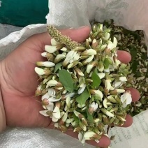 洋槐花大量有货对接市场电商