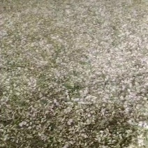 洋槐花大量上市对接电商批发市场