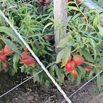 油桃批发