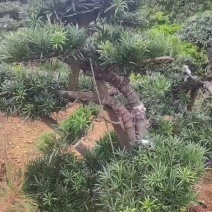 精品罗汉松造型