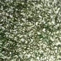 洋槐花