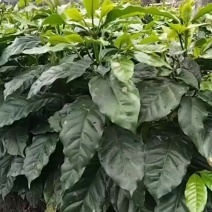 云南小粒咖啡！品种凡多