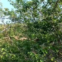 青梅