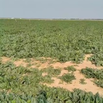 河南开封菠菜