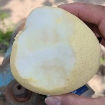 蒲城酥梨产地供应落地配电商一件代发代加工砀山酥梨商超