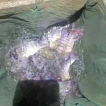 罗飞