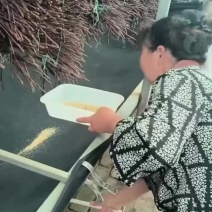 金蝉苗