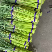 小红帽蒜苔产地直发商超品质对接全国