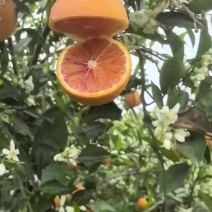 血橙