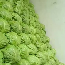 邯郸精品甘蓝/一手货源/对接全国档口/市场/商超
