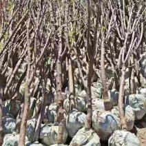 绿野农场精品果树苗木基地