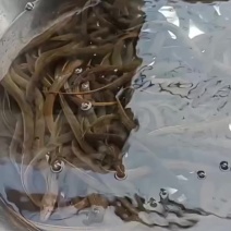 鳝鱼