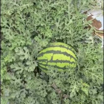 精品甜王西瓜