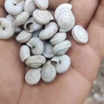 旱地蜗牛壳