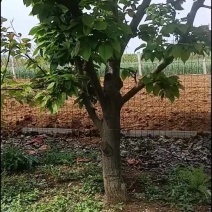 梨树自家种植4-14公分100左右一棵价格来电详