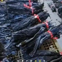 2026年无沙挂菜45公分海带头开始加工，有需要联系我