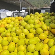 红香酥梨