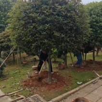 原生桂花树八月桂桂花树金桂丹桂四季桂四季常青门前庭院别墅