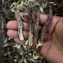 鹿茸菇古田食用菌
