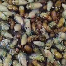 竹金蝉