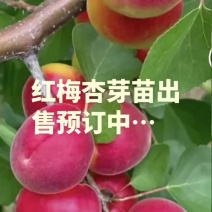 吊干杏，红梅杏，太平红杏苗预售中