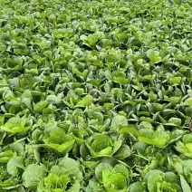 精品奶白菜