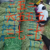 长豆角豇豆角大量，长豆角豇豆角大量长豆角豇豆角大量