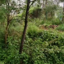江西临川紫薇花，樱花几万棵，产地直发，给钱就卖。