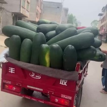 广西坛洛黑皮冬瓜