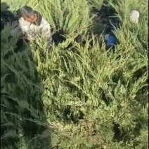 沙地柏
