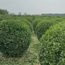 黄杨球、柱子
