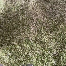 刚下来的沂蒙山槐花[玫瑰][玫瑰]