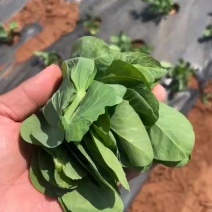 豆苗_豆包