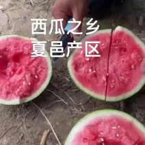 河南夏邑产区麒麟美都西瓜已上市产地直发，对接商超批发巿场
