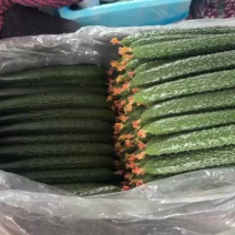 精品黄瓜、通货、电商货，量大联系