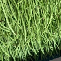 广东新苗长豆角，产地直发保质保量。