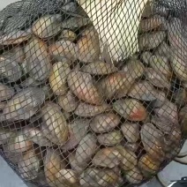 河蚌