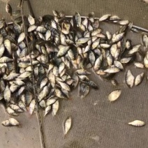杂交红尾保露罗非苗快大清货大卖