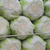 河南省博爱县春季黄心大白菜，456斤，量大价格优